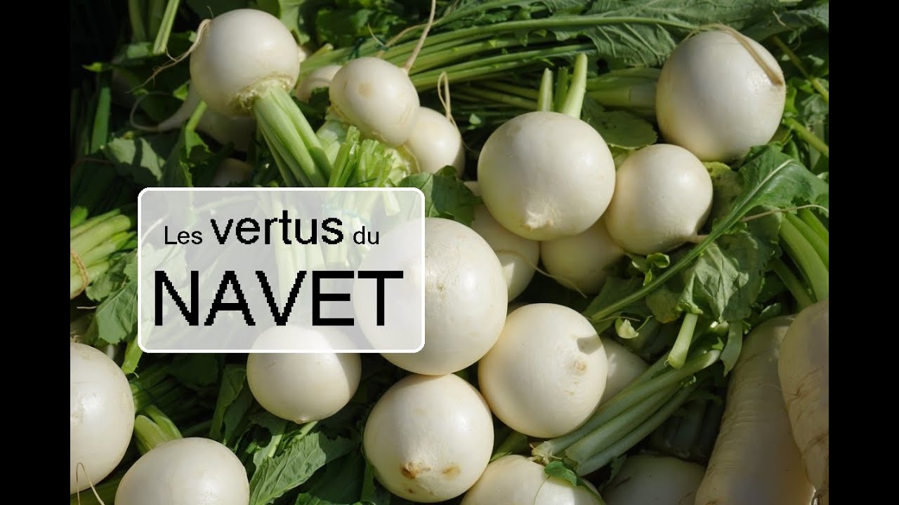 Les Navets : Le Secret Bien Gardé de la Nutrition ! Plongez dans les Bienfaits de ce Légume Méconnu