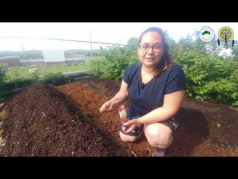 Semer les légumes racines à Wemotaci