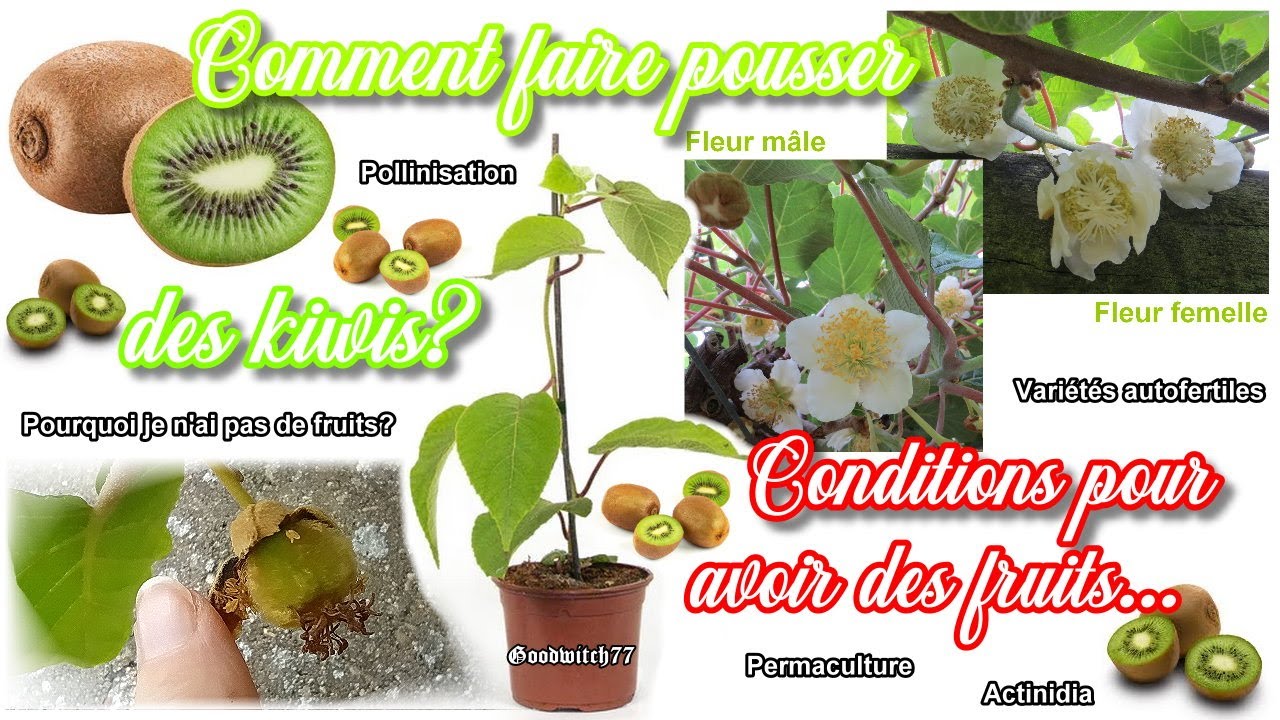 Kiwis pourquoi mon actinidia ne donne pas de fruits?  Pied mâle, femelle, variétés autofertiles...