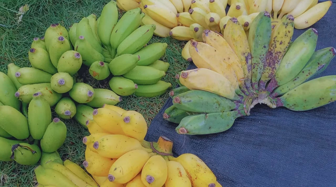 Aperçu — Fruits riches en potassium : bananes, avocats et agrumes pour un apport quotidien